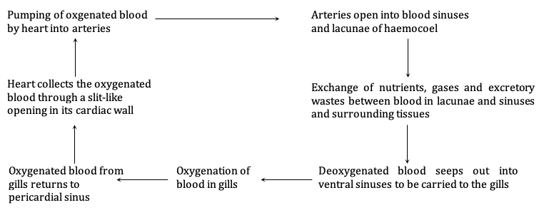 Circulation in blood prawn